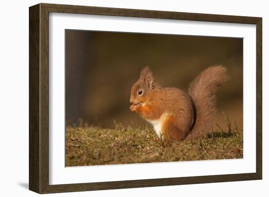 Red Squirrel Eating Nuts on Woodland Floor-null-Framed Photographic Print