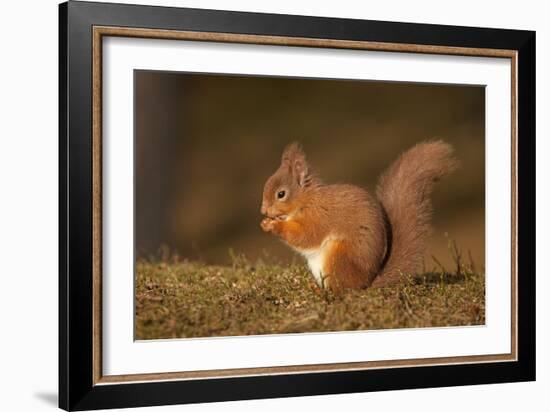 Red Squirrel Eating Nuts on Woodland Floor-null-Framed Photographic Print