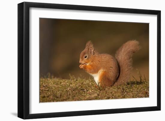 Red Squirrel Eating Nuts on Woodland Floor-null-Framed Photographic Print