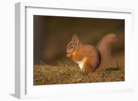 Red Squirrel Eating Nuts on Woodland Floor-null-Framed Photographic Print