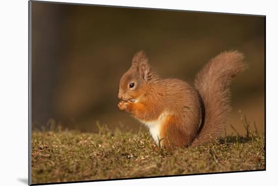 Red Squirrel Eating Nuts on Woodland Floor-null-Mounted Photographic Print