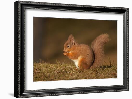 Red Squirrel Eating Nuts on Woodland Floor-null-Framed Photographic Print