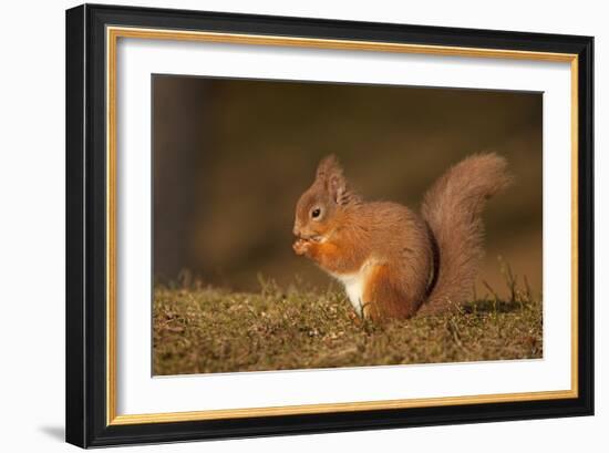 Red Squirrel Eating Nuts on Woodland Floor-null-Framed Photographic Print