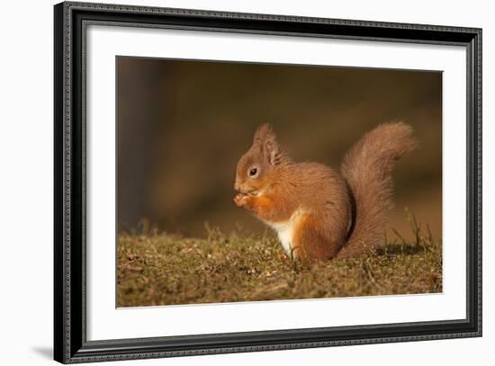 Red Squirrel Eating Nuts on Woodland Floor-null-Framed Photographic Print