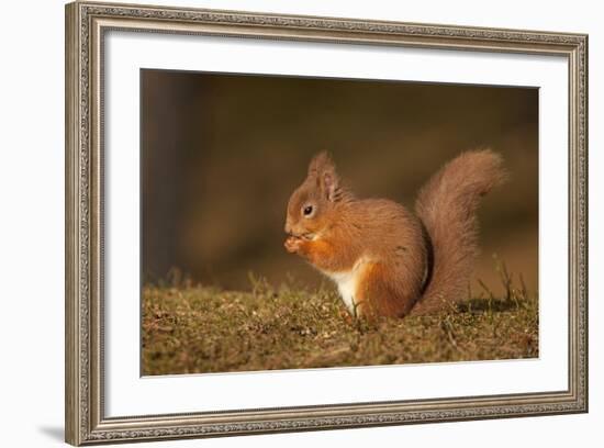 Red Squirrel Eating Nuts on Woodland Floor-null-Framed Photographic Print