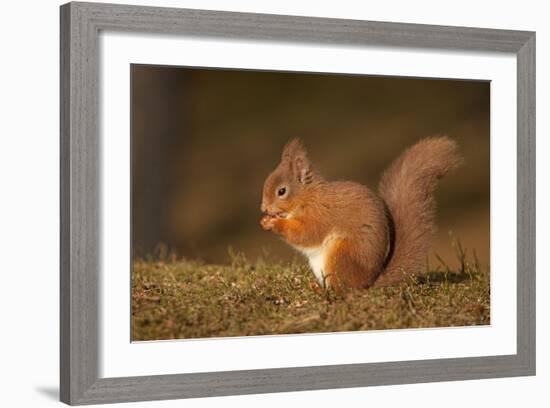 Red Squirrel Eating Nuts on Woodland Floor-null-Framed Photographic Print