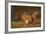 Red Squirrel Eating Nuts on Woodland Floor-null-Framed Photographic Print