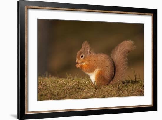 Red Squirrel Eating Nuts on Woodland Floor-null-Framed Photographic Print