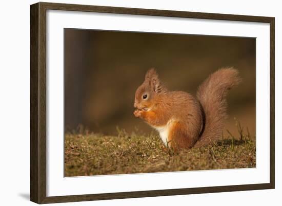 Red Squirrel Eating Nuts on Woodland Floor-null-Framed Photographic Print