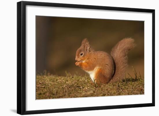 Red Squirrel Eating Nuts on Woodland Floor-null-Framed Photographic Print