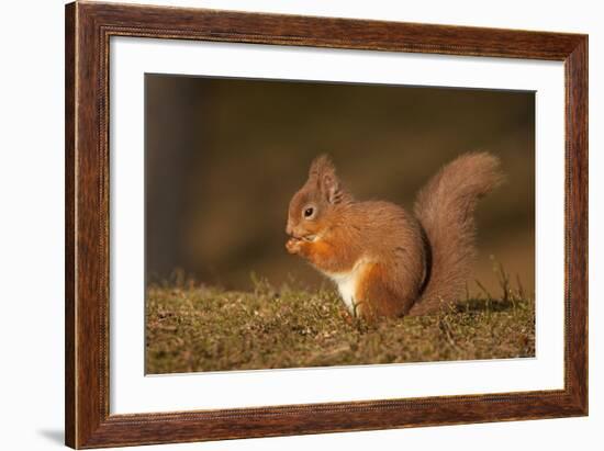 Red Squirrel Eating Nuts on Woodland Floor-null-Framed Photographic Print