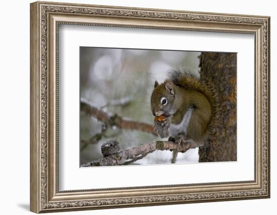 Red squirrel eating pine cones, Harriman SP, Idaho, USA-Scott T^ Smith-Framed Photographic Print