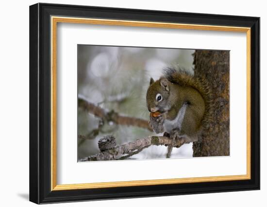 Red squirrel eating pine cones, Harriman SP, Idaho, USA-Scott T^ Smith-Framed Photographic Print