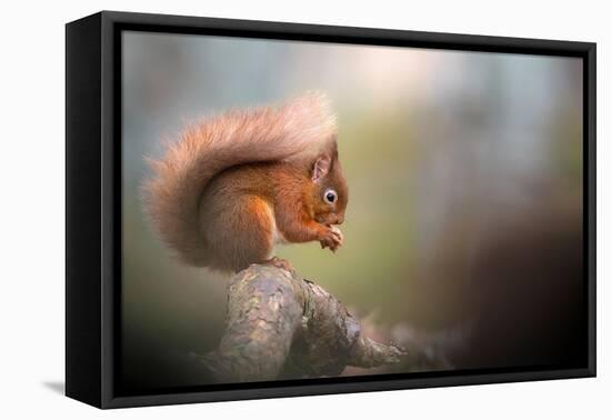 Red squirrel feeding, Cairngorms National Park, Scotland, UK-Ross Hoddinott-Framed Premier Image Canvas