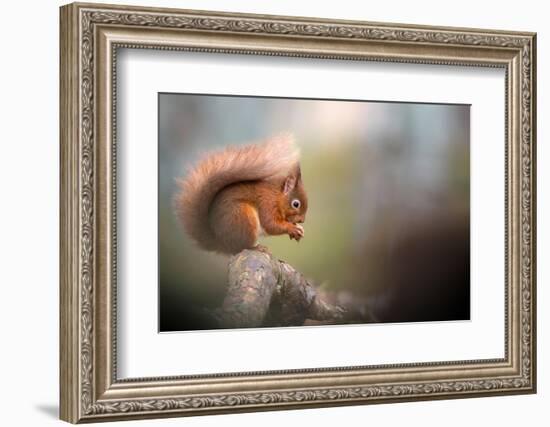 Red squirrel feeding, Cairngorms National Park, Scotland, UK-Ross Hoddinott-Framed Photographic Print