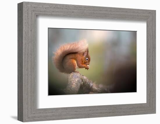 Red squirrel feeding, Cairngorms National Park, Scotland, UK-Ross Hoddinott-Framed Photographic Print