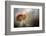 Red squirrel feeding, Cairngorms National Park, Scotland, UK-Ross Hoddinott-Framed Photographic Print