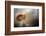 Red squirrel feeding, Cairngorms National Park, Scotland, UK-Ross Hoddinott-Framed Photographic Print