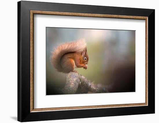 Red squirrel feeding, Cairngorms National Park, Scotland, UK-Ross Hoddinott-Framed Photographic Print