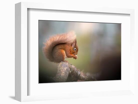 Red squirrel feeding, Cairngorms National Park, Scotland, UK-Ross Hoddinott-Framed Photographic Print