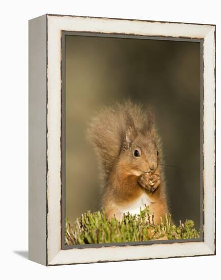 Red Squirrel Feeding, Cairngorms, Scotland, UK-Andy Sands-Framed Premier Image Canvas