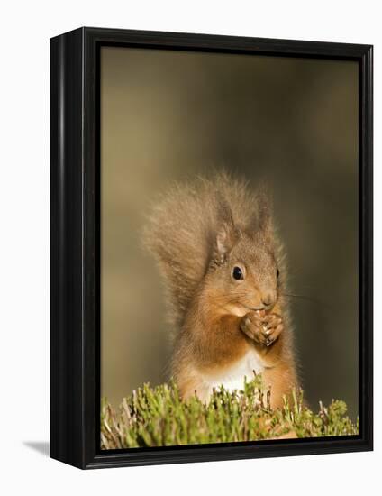 Red Squirrel Feeding, Cairngorms, Scotland, UK-Andy Sands-Framed Premier Image Canvas