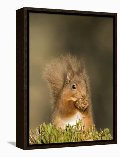 Red Squirrel Feeding, Cairngorms, Scotland, UK-Andy Sands-Framed Premier Image Canvas