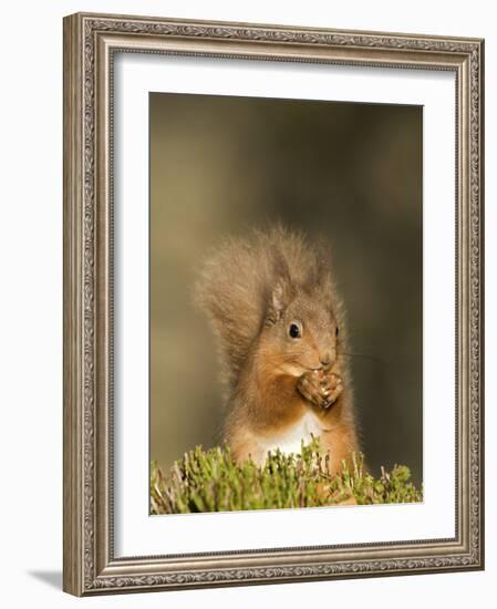 Red Squirrel Feeding, Cairngorms, Scotland, UK-Andy Sands-Framed Photographic Print