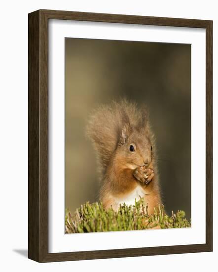 Red Squirrel Feeding, Cairngorms, Scotland, UK-Andy Sands-Framed Photographic Print