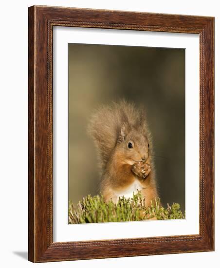 Red Squirrel Feeding, Cairngorms, Scotland, UK-Andy Sands-Framed Photographic Print