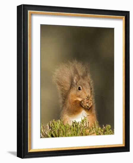 Red Squirrel Feeding, Cairngorms, Scotland, UK-Andy Sands-Framed Photographic Print