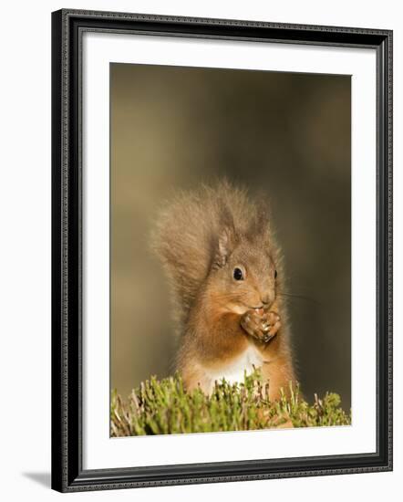 Red Squirrel Feeding, Cairngorms, Scotland, UK-Andy Sands-Framed Photographic Print