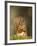 Red Squirrel Feeding, Cairngorms, Scotland, UK-Andy Sands-Framed Photographic Print