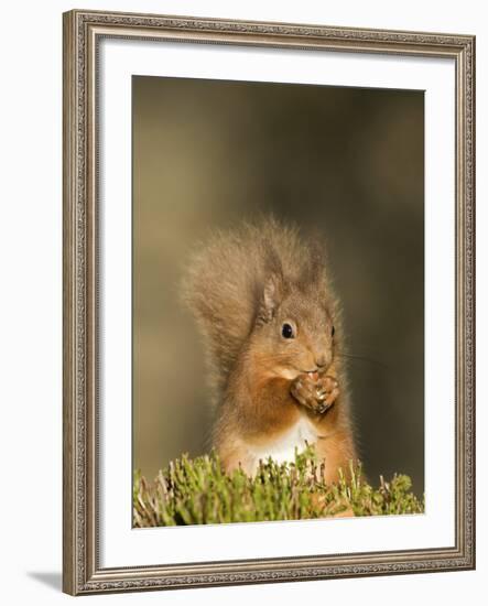 Red Squirrel Feeding, Cairngorms, Scotland, UK-Andy Sands-Framed Photographic Print