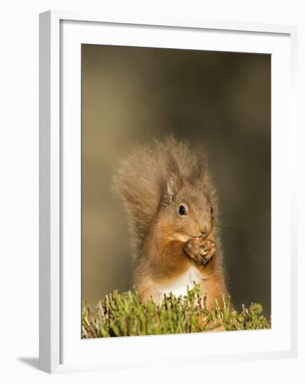 Red Squirrel Feeding, Cairngorms, Scotland, UK-Andy Sands-Framed Photographic Print