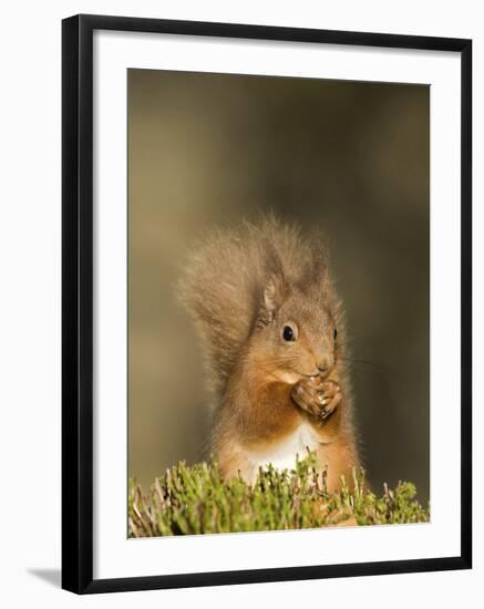 Red Squirrel Feeding, Cairngorms, Scotland, UK-Andy Sands-Framed Photographic Print