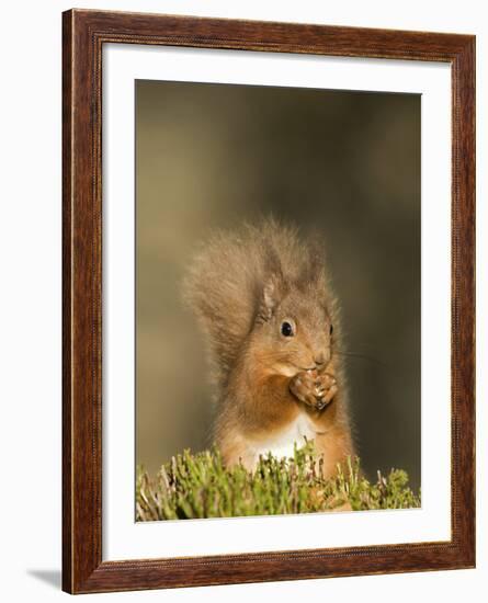 Red Squirrel Feeding, Cairngorms, Scotland, UK-Andy Sands-Framed Photographic Print