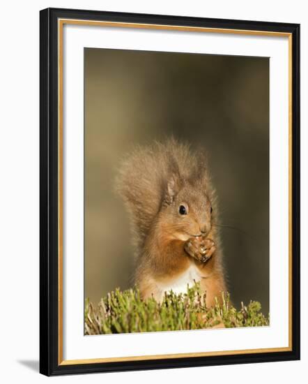Red Squirrel Feeding, Cairngorms, Scotland, UK-Andy Sands-Framed Photographic Print