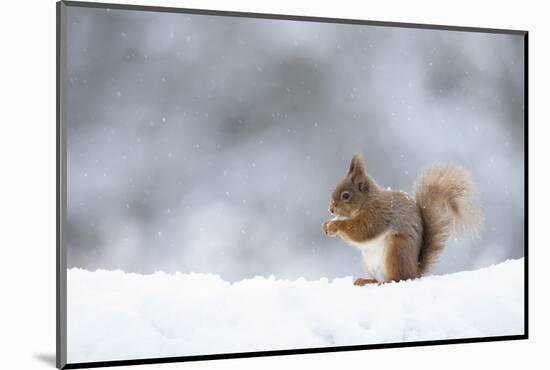 Red squirrel feeding in snow. Scotland, UK-Paul Hobson-Mounted Photographic Print