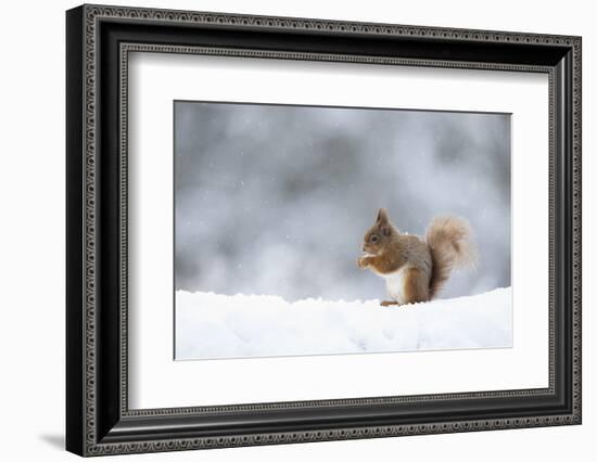 Red squirrel feeding in snow. Scotland, UK-Paul Hobson-Framed Photographic Print