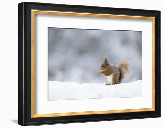 Red squirrel feeding in snow. Scotland, UK-Paul Hobson-Framed Photographic Print