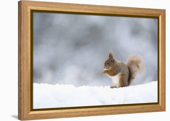 Red squirrel feeding in snow. Scotland, UK-Paul Hobson-Framed Premier Image Canvas