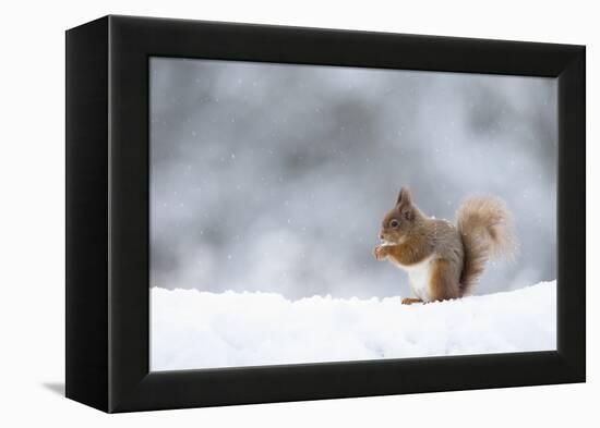 Red squirrel feeding in snow. Scotland, UK-Paul Hobson-Framed Premier Image Canvas