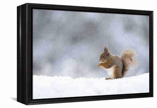 Red squirrel feeding in snow. Scotland, UK-Paul Hobson-Framed Premier Image Canvas