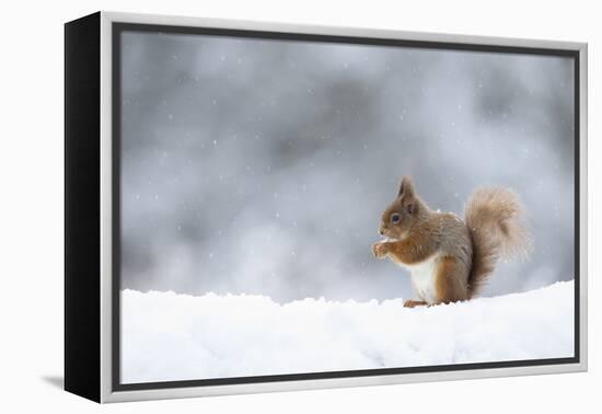 Red squirrel feeding in snow. Scotland, UK-Paul Hobson-Framed Premier Image Canvas