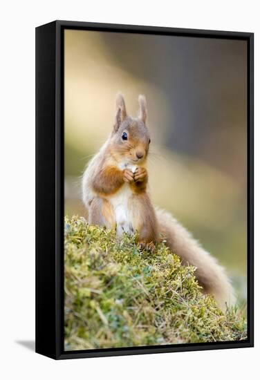 Red Squirrel Feeding-Duncan Shaw-Framed Premier Image Canvas