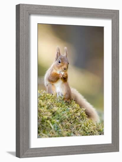 Red Squirrel Feeding-Duncan Shaw-Framed Photographic Print