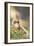 Red Squirrel Feeding-Duncan Shaw-Framed Photographic Print