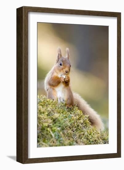 Red Squirrel Feeding-Duncan Shaw-Framed Photographic Print