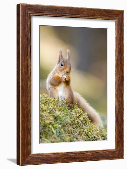 Red Squirrel Feeding-Duncan Shaw-Framed Photographic Print